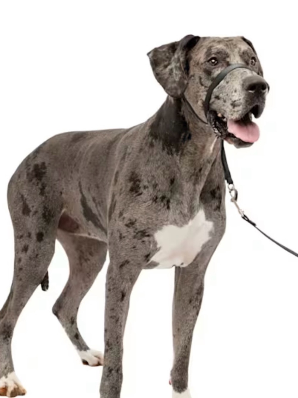 Gentle Leader Harness